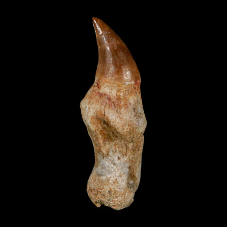 1.9" Mosasaur Eremiasaurus Fossil Tooth Rooted Cretaceous Dinosaur Era COA