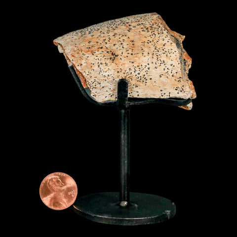 2.5" Edmontosaurus Fossil Rib Hell Creek FM Cretaceous Dinosaur MT COA Stand - Fossil Age Minerals