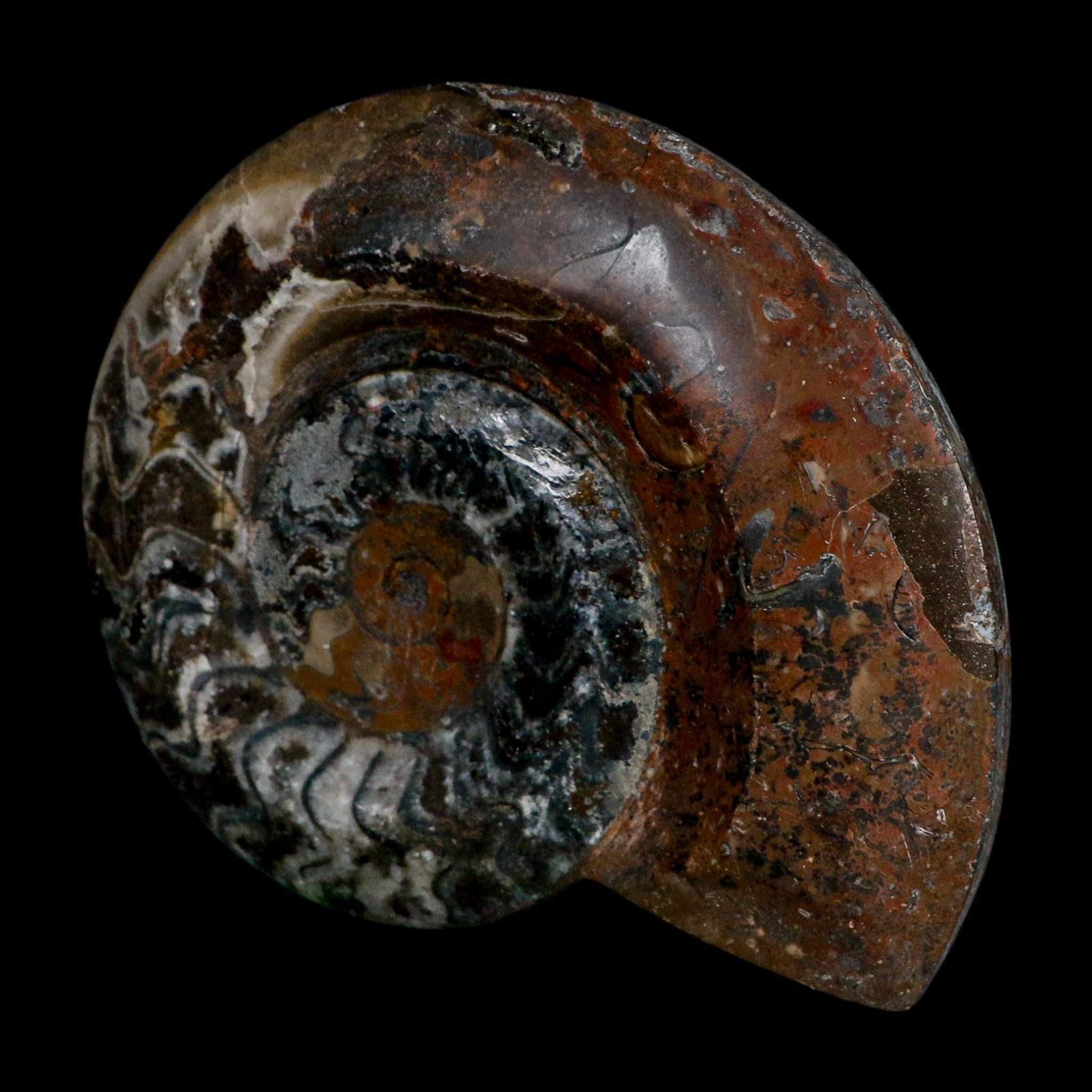 5" Goniatite Ammonite Fossil Polished Morocco Devonian Age COA