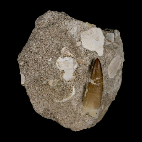 1.6" Plesiosaur Zarafasaura Tooth Fossil In Matrix Cretaceous Dinosaur Era COA