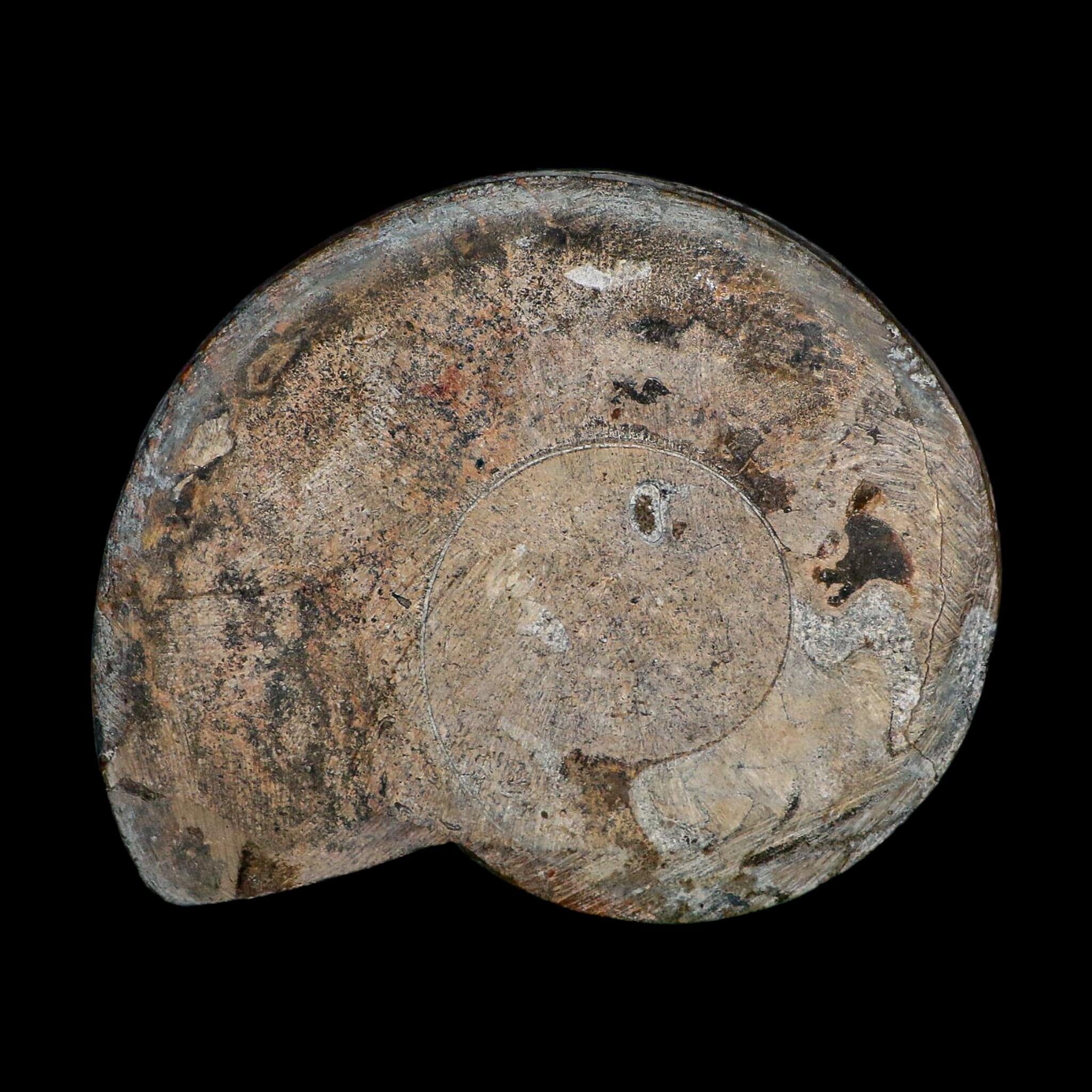 5" Goniatite Ammonite Fossil Polished Morocco Devonian Age COA