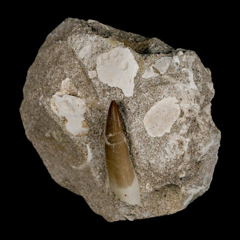 1.6" Plesiosaur Zarafasaura Tooth Fossil In Matrix Cretaceous Dinosaur Era COA