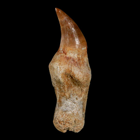 1.9" Mosasaur Eremiasaurus Fossil Tooth Rooted Cretaceous Dinosaur Era COA