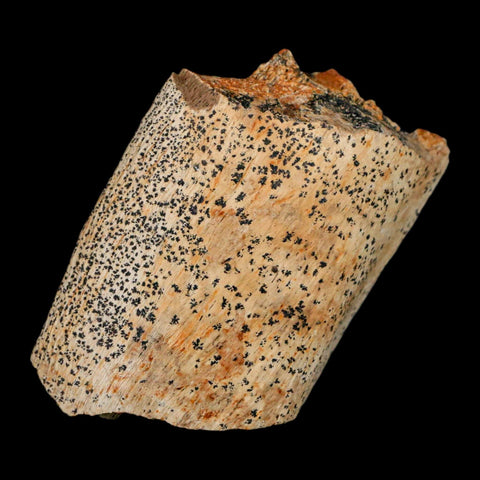 2.5" Edmontosaurus Fossil Rib Hell Creek FM Cretaceous Dinosaur MT COA Stand - Fossil Age Minerals