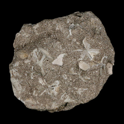 1.6" Plesiosaur Zarafasaura Tooth Fossil In Matrix Cretaceous Dinosaur Era COA