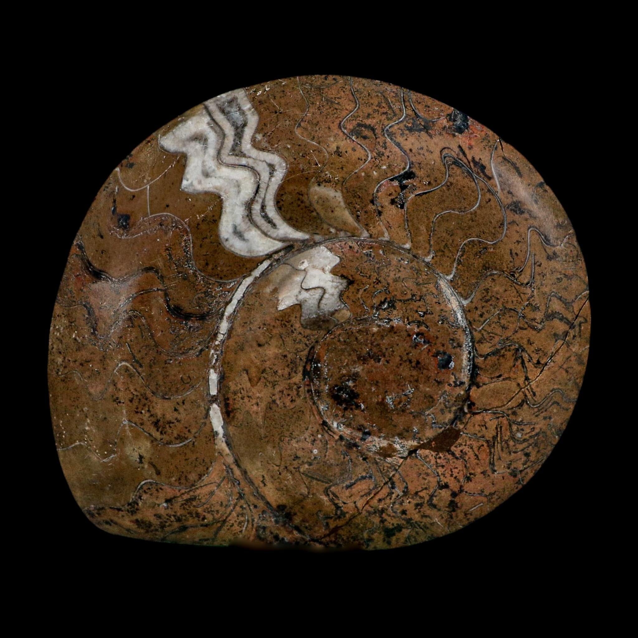 5" Goniatite Ammonite Fossil Polished Morocco Devonian Age COA