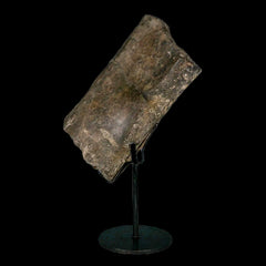 Diplodocus Fossil Collection