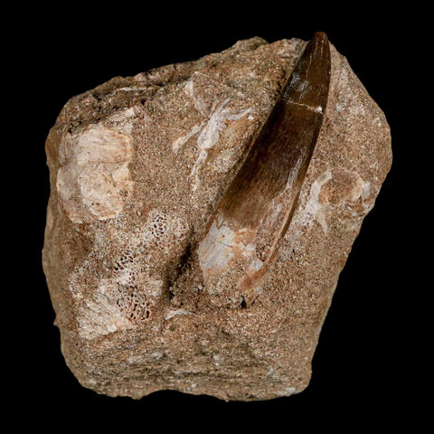 XL 2.2" Plesiosaur Zarafasaura Tooth Fossil In Matrix Cretaceous Dinosaur Era COA