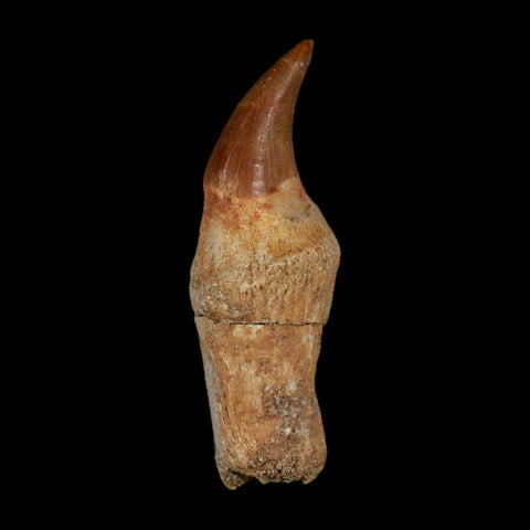 1.9" Mosasaur Eremiasaurus Fossil Tooth Rooted Cretaceous Dinosaur Era COA