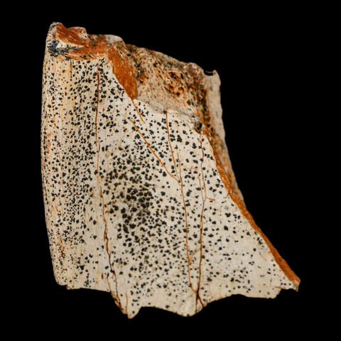 2.5" Edmontosaurus Fossil Rib Hell Creek FM Cretaceous Dinosaur MT COA Stand - Fossil Age Minerals