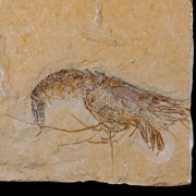 2.6" Fossil Shrimp Carpopenaeus Cretaceous Age 100 Mil Yrs Old Lebanon COA