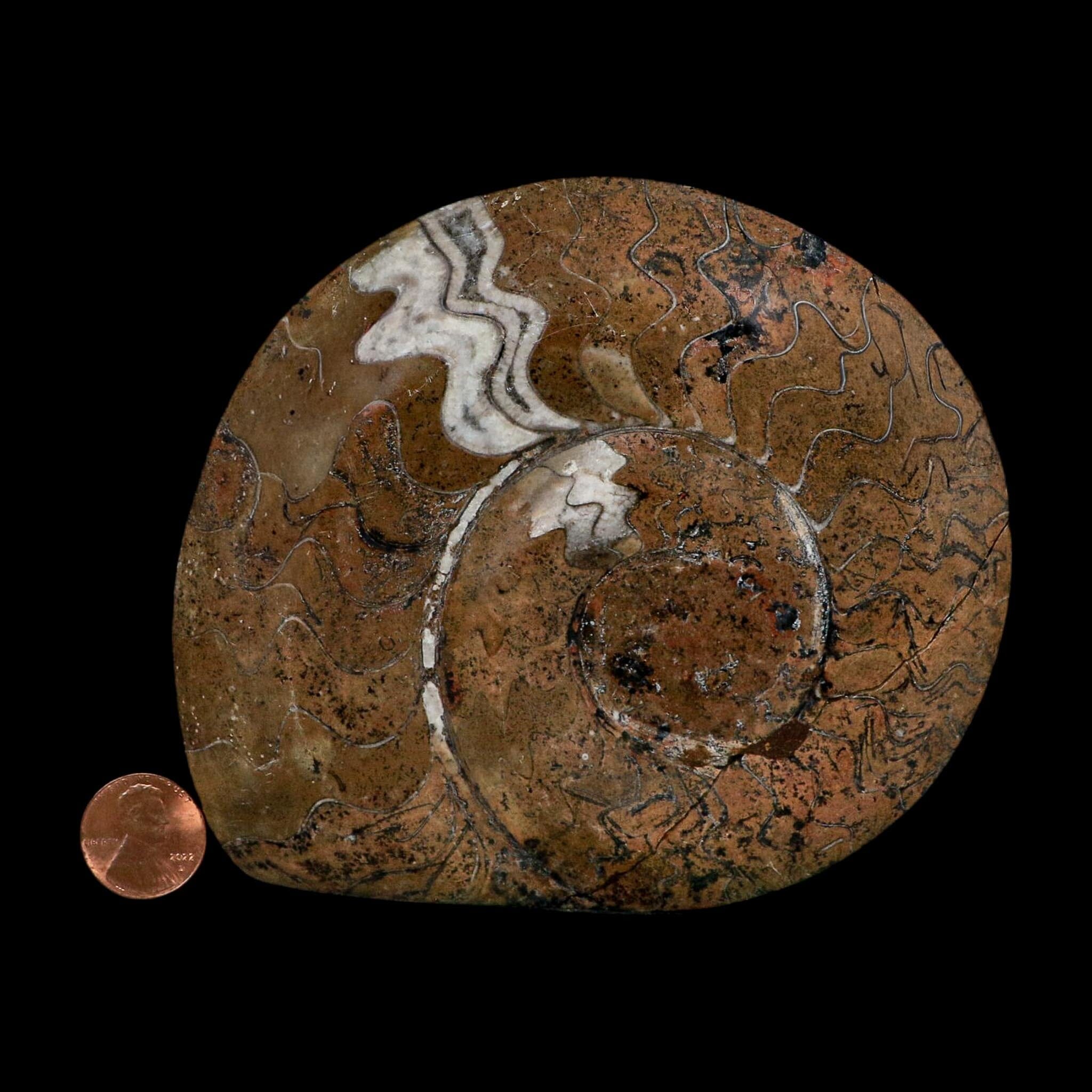5" Goniatite Ammonite Fossil Polished Morocco Devonian Age COA