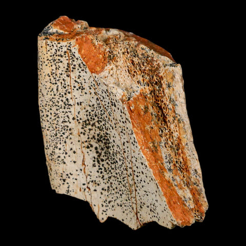 2.5" Edmontosaurus Fossil Rib Hell Creek FM Cretaceous Dinosaur MT COA Stand - Fossil Age Minerals