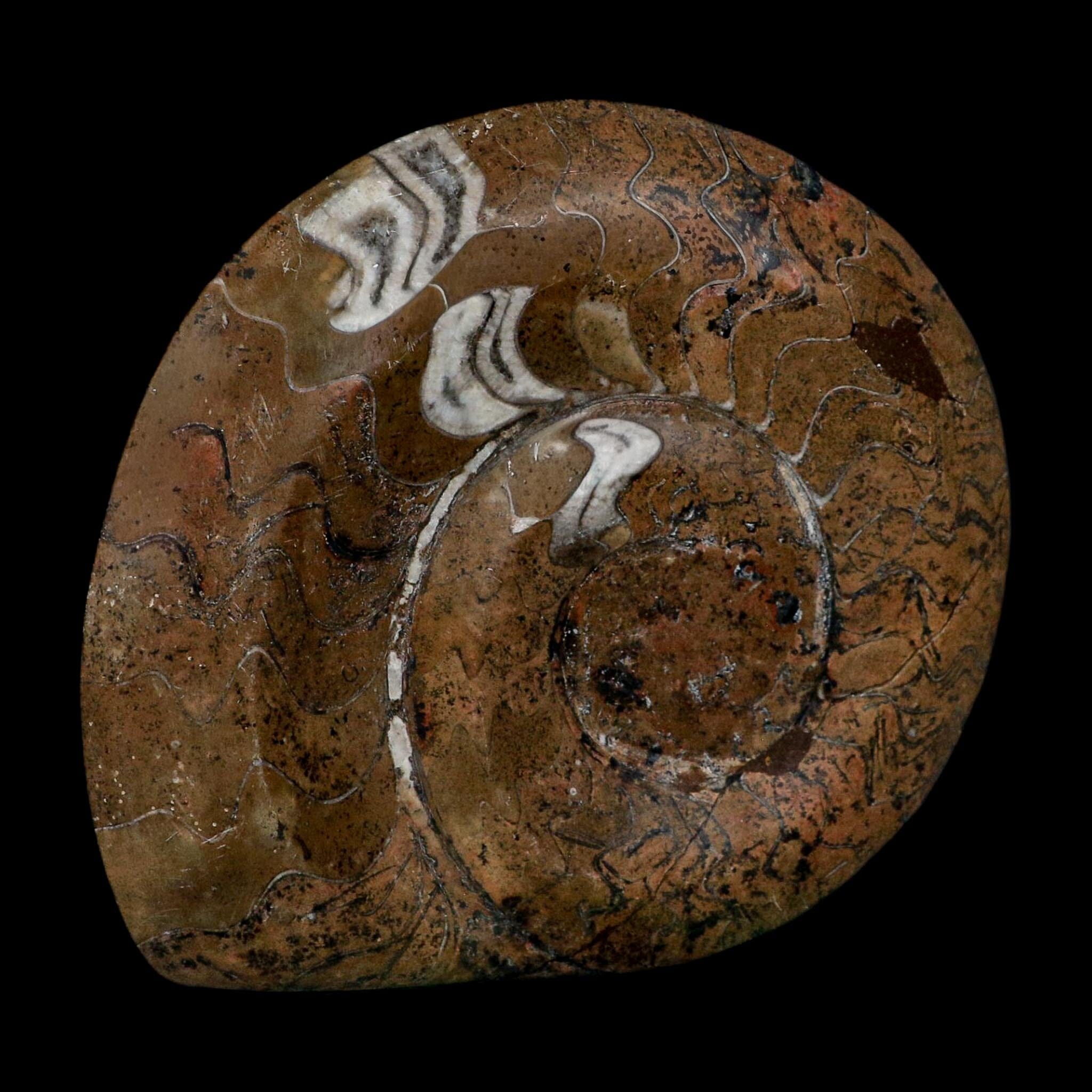 5" Goniatite Ammonite Fossil Polished Morocco Devonian Age COA
