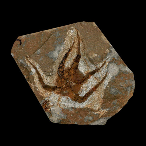 2.3" Brittlestar Ophiura Sp Starfish Fossil Ordovician Age Morocco COA - Fossil Age Minerals