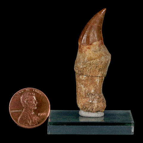 1.9" Mosasaur Eremiasaurus Fossil Tooth Rooted Cretaceous Dinosaur Era COA