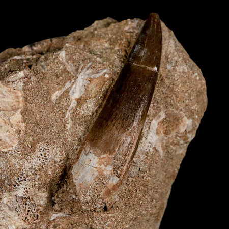 XL 2.2" Plesiosaur Zarafasaura Tooth Fossil In Matrix Cretaceous Dinosaur Era COA