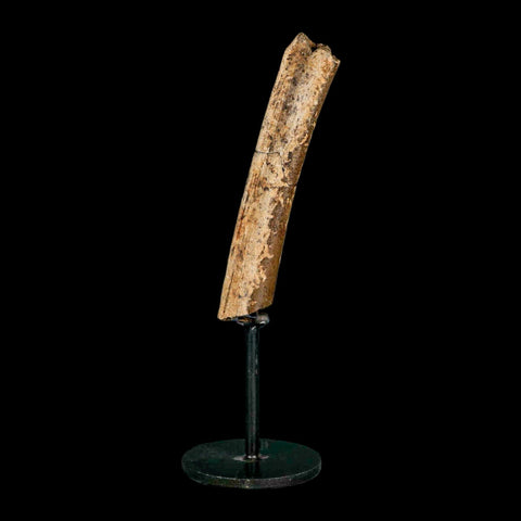 4.1" Thescelosaurus Fossil Tibia Bone Cretaceous Dinosaur Hell Creek MT COA Stand - Fossil Age Minerals