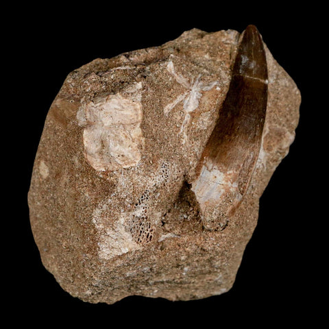 XL 2.2" Plesiosaur Zarafasaura Tooth Fossil In Matrix Cretaceous Dinosaur Era COA