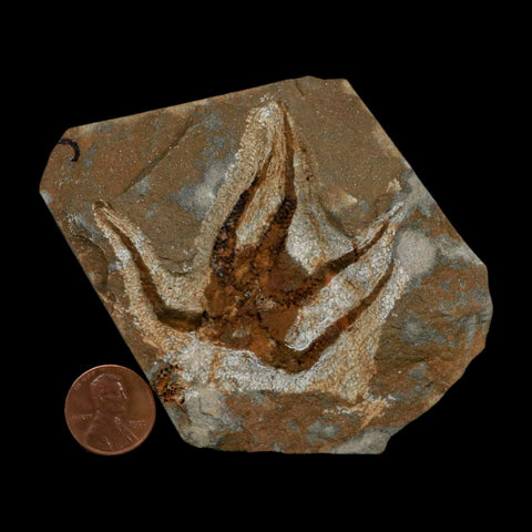 2.3" Brittlestar Ophiura Sp Starfish Fossil Ordovician Age Morocco COA - Fossil Age Minerals