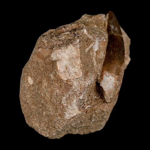 XL 2.2" Plesiosaur Zarafasaura Tooth Fossil In Matrix Cretaceous Dinosaur Era COA