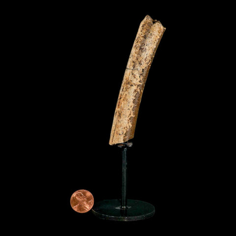 4.1" Thescelosaurus Fossil Tibia Bone Cretaceous Dinosaur Hell Creek MT COA Stand - Fossil Age Minerals