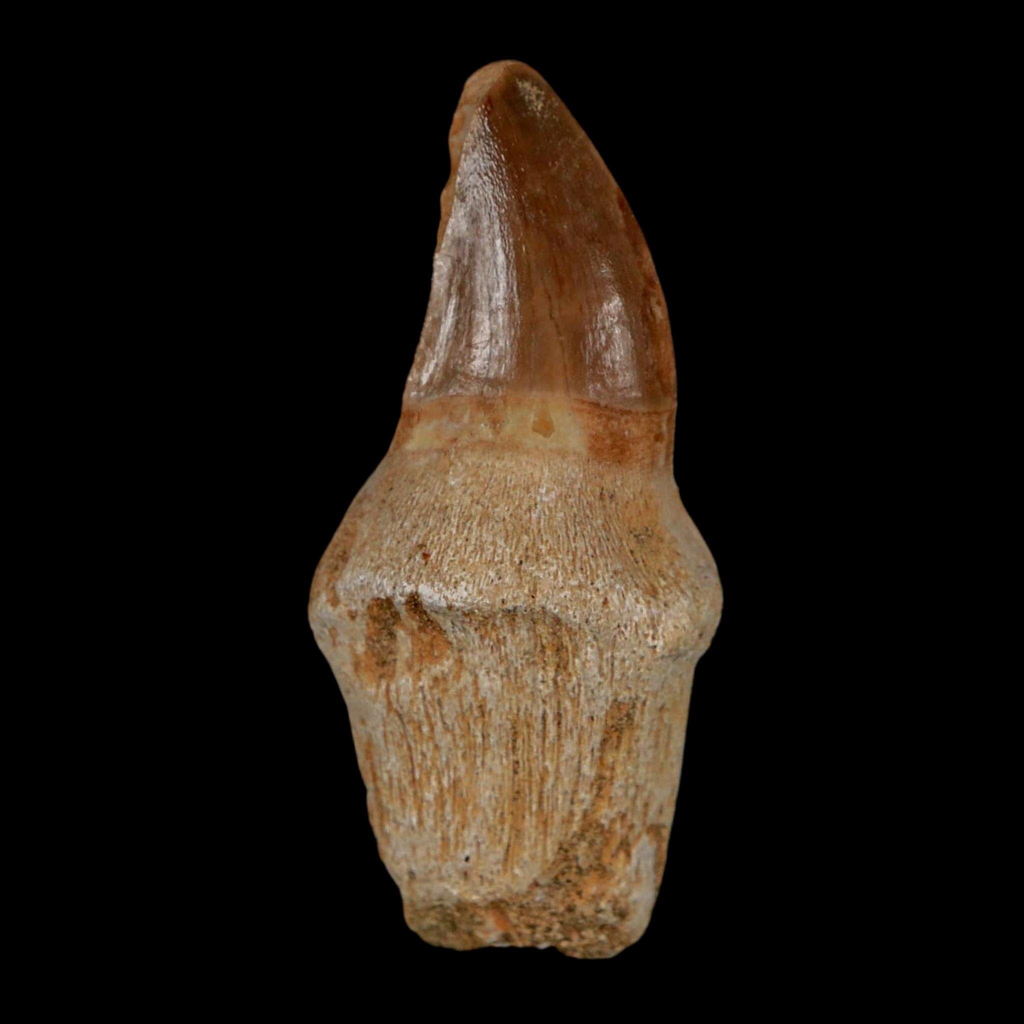 1.9" Halisaurus Walkeri Mosasaur Fossil Tooth Rooted Cretaceous Dinosaur Era COA - Fossil Age Minerals