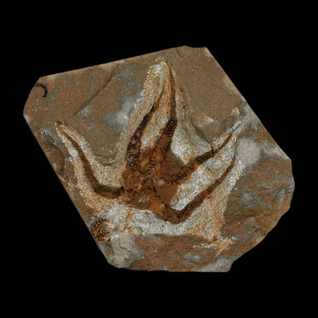 2.3" Brittlestar Ophiura Sp Starfish Fossil Ordovician Age Morocco COA
