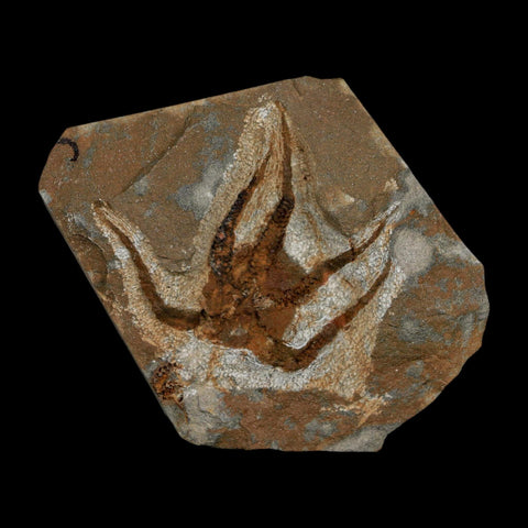 2.3" Brittlestar Ophiura Sp Starfish Fossil Ordovician Age Morocco COA - Fossil Age Minerals