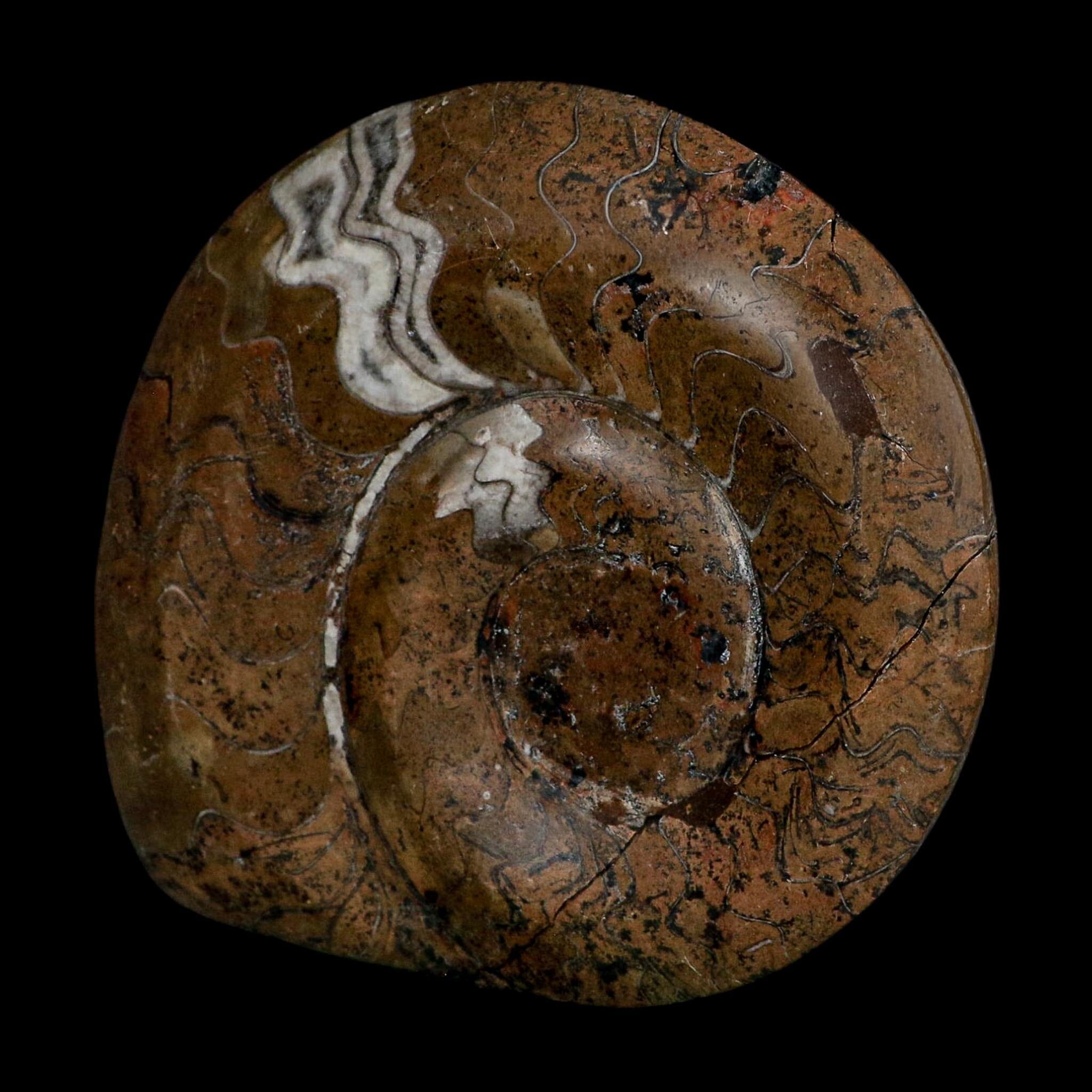 5" Goniatite Ammonite Fossil Polished Morocco Devonian Age COA