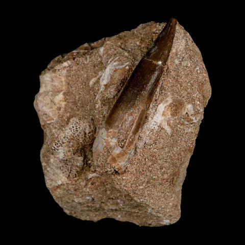 XL 2.2" Plesiosaur Zarafasaura Tooth Fossil In Matrix Cretaceous Dinosaur Era COA