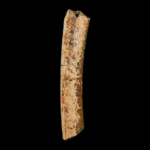 4.1" Thescelosaurus Fossil Tibia Bone Cretaceous Dinosaur Hell Creek MT COA Stand - Fossil Age Minerals