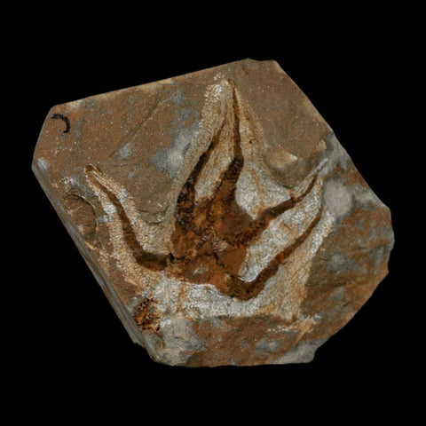 2.3" Brittlestar Ophiura Sp Starfish Fossil Ordovician Age Morocco COA - Fossil Age Minerals
