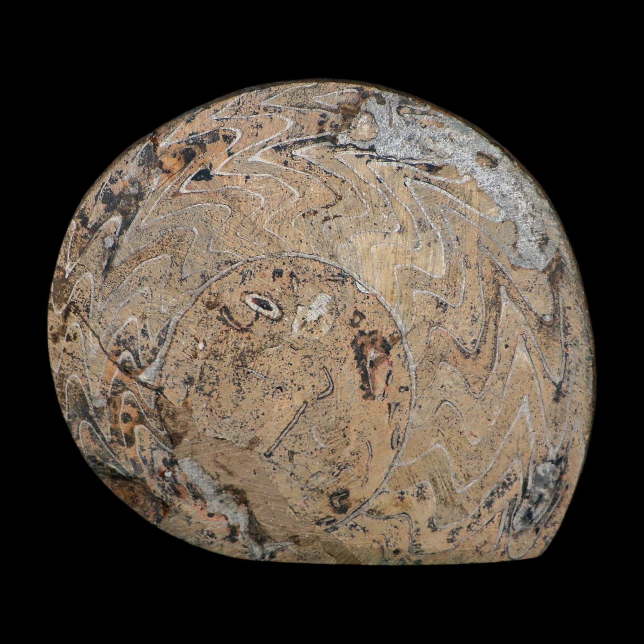 5" Goniatite Ammonite Fossil Polished Morocco Devonian Age COA