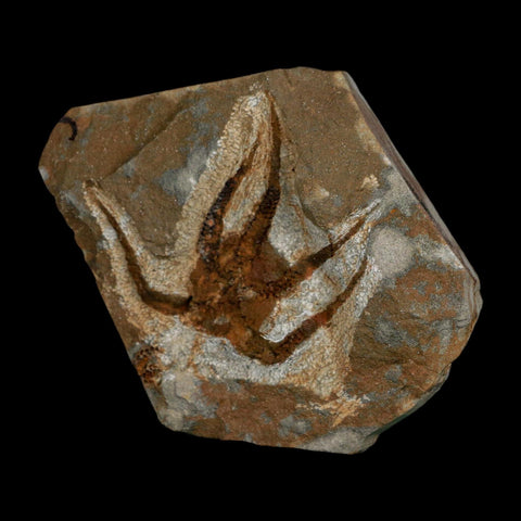 2.3" Brittlestar Ophiura Sp Starfish Fossil Ordovician Age Morocco COA - Fossil Age Minerals