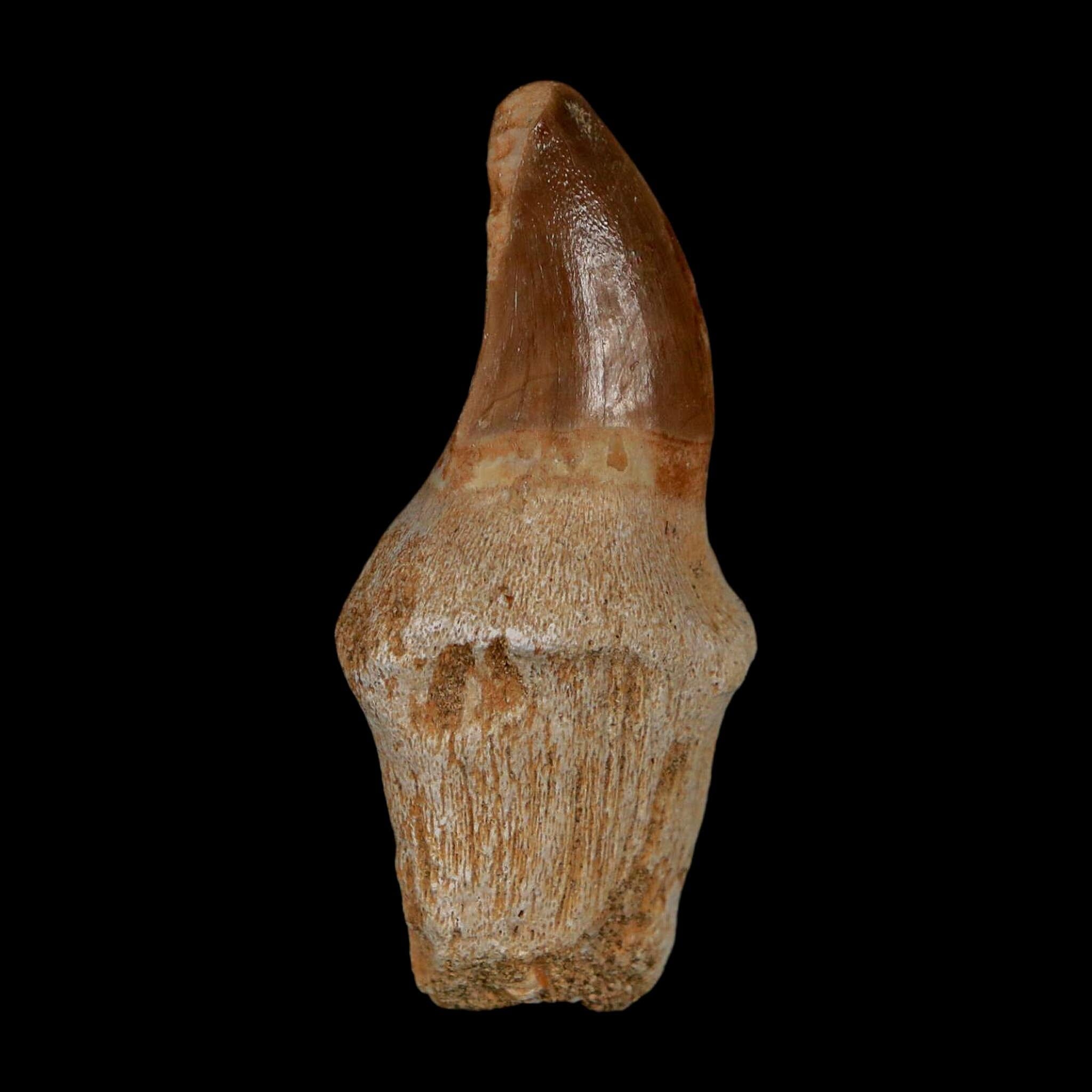 1.9" Halisaurus Walkeri Mosasaur Fossil Tooth Rooted Cretaceous Dinosaur Era COA - Fossil Age Minerals