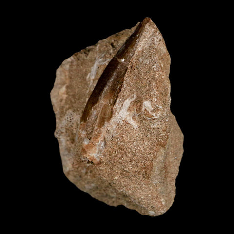 XL 2.2" Plesiosaur Zarafasaura Tooth Fossil In Matrix Cretaceous Dinosaur Era COA