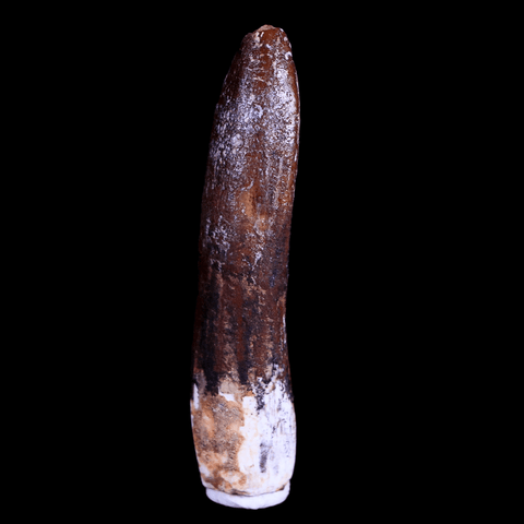 1.6" Rebbachisaurus Sauropod Fossil Tooth Early Cretaceous Dinosaur COA, Stand - Fossil Age Minerals