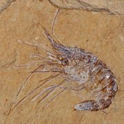 2.6" Fossil Shrimp Carpopenaeus Cretaceous Age 100 Mil Yrs Old Lebanon COA