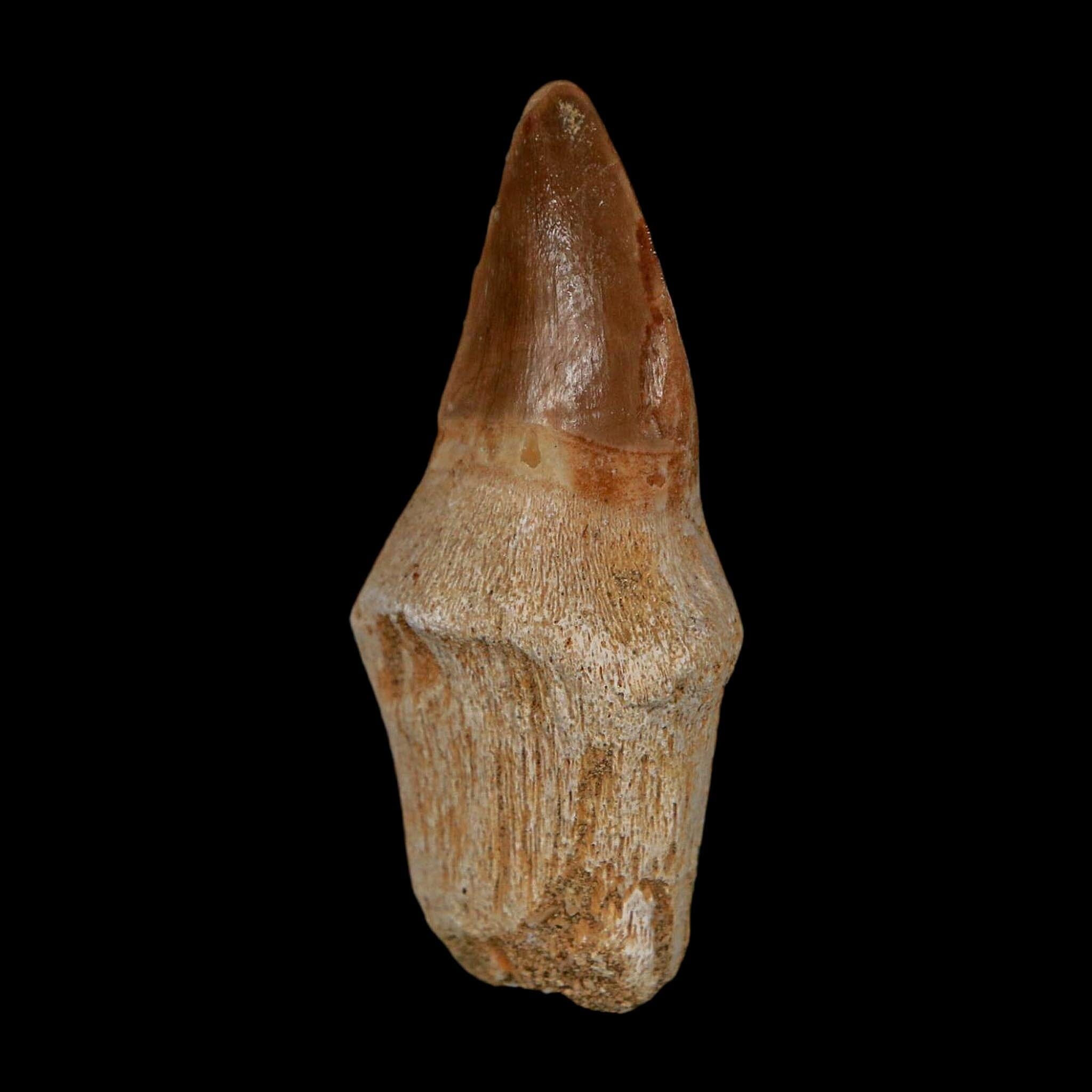 1.9" Halisaurus Walkeri Mosasaur Fossil Tooth Rooted Cretaceous Dinosaur Era COA - Fossil Age Minerals