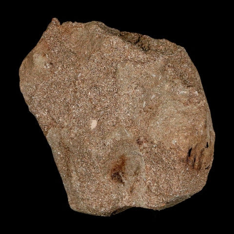 XL 2.2" Plesiosaur Zarafasaura Tooth Fossil In Matrix Cretaceous Dinosaur Era COA