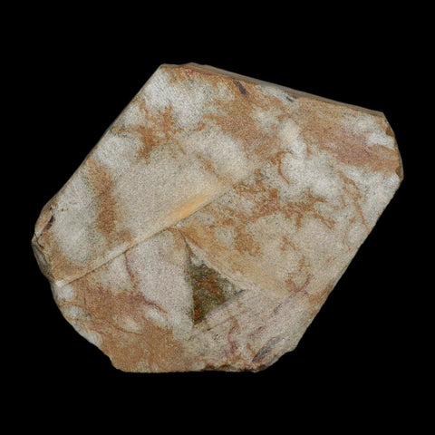 2.3" Brittlestar Ophiura Sp Starfish Fossil Ordovician Age Morocco COA - Fossil Age Minerals
