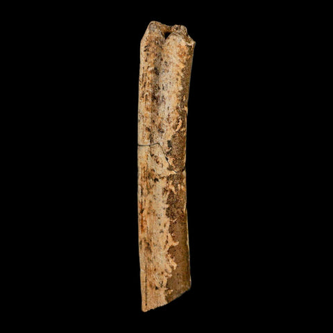 4.1" Thescelosaurus Fossil Tibia Bone Cretaceous Dinosaur Hell Creek MT COA Stand - Fossil Age Minerals
