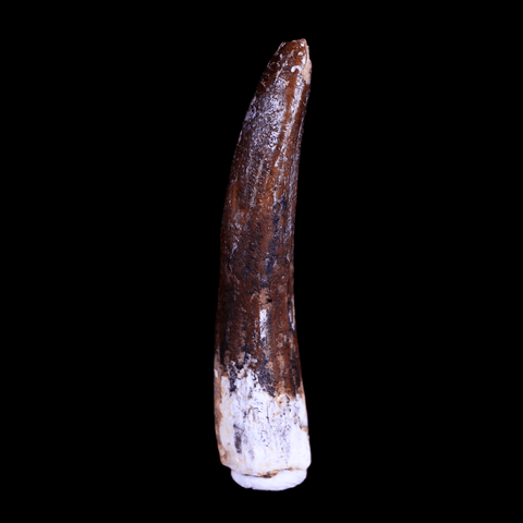 1.6" Rebbachisaurus Sauropod Fossil Tooth Early Cretaceous Dinosaur COA, Stand - Fossil Age Minerals