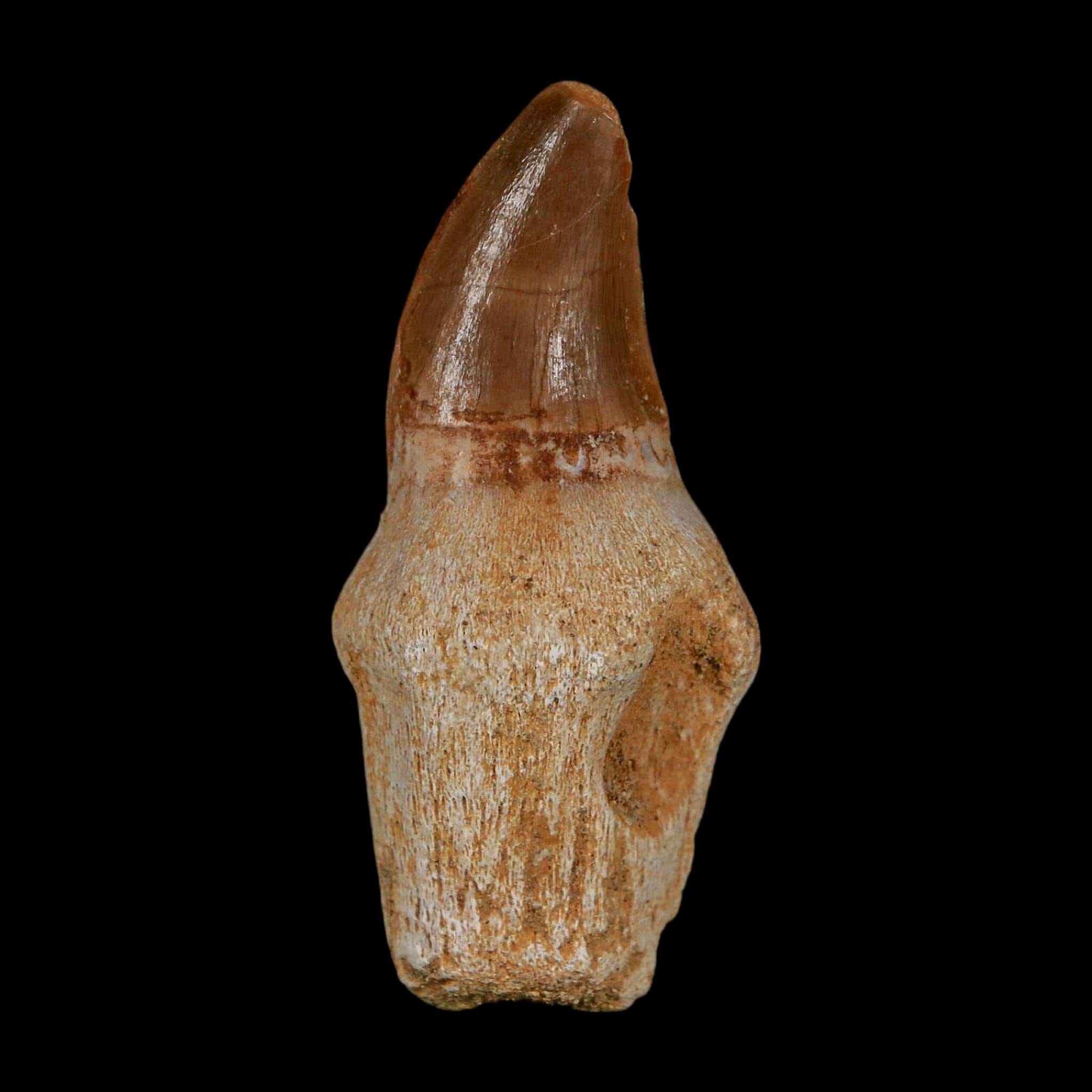 1.9" Halisaurus Walkeri Mosasaur Fossil Tooth Rooted Cretaceous Dinosaur Era COA - Fossil Age Minerals