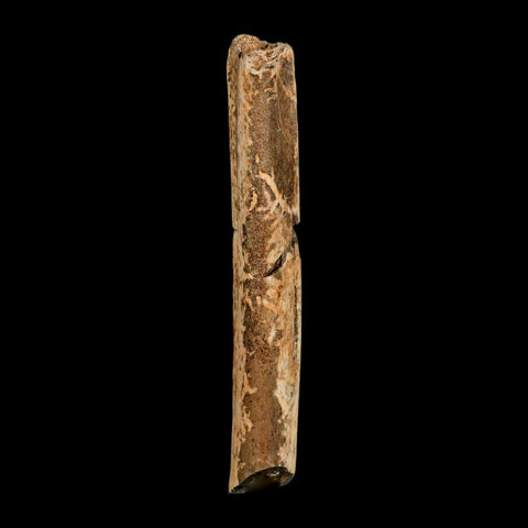 4.1" Thescelosaurus Fossil Tibia Bone Cretaceous Dinosaur Hell Creek MT COA Stand - Fossil Age Minerals