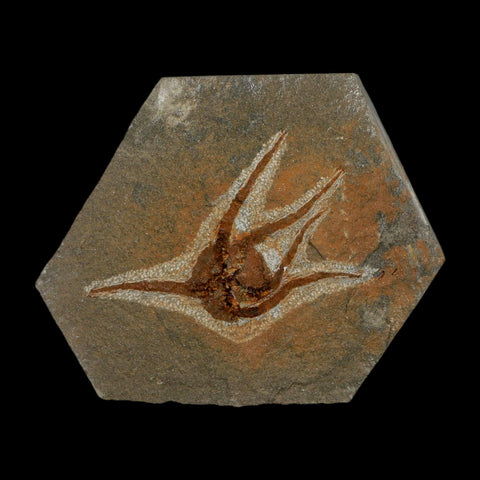 2.9" Brittlestar Ophiura Sp Starfish Fossil Ordovician Age Morocco COA - Fossil Age Minerals