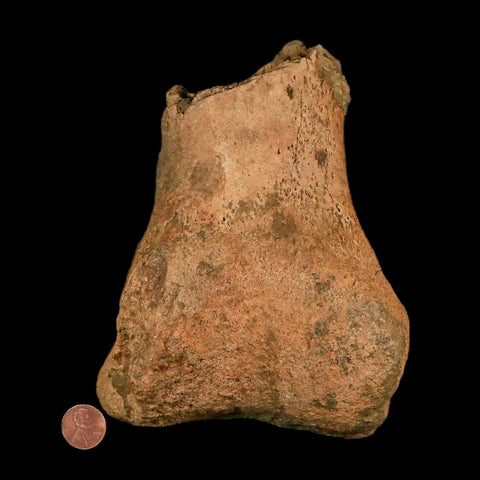 7.3" Hadrosaurus Fossil Metatarsal Bone Lance Creek FM Dinosaur Cretaceous WY COA - Fossil Age Minerals