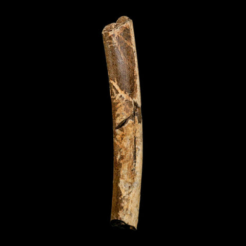4.1" Thescelosaurus Fossil Tibia Bone Cretaceous Dinosaur Hell Creek MT COA Stand - Fossil Age Minerals