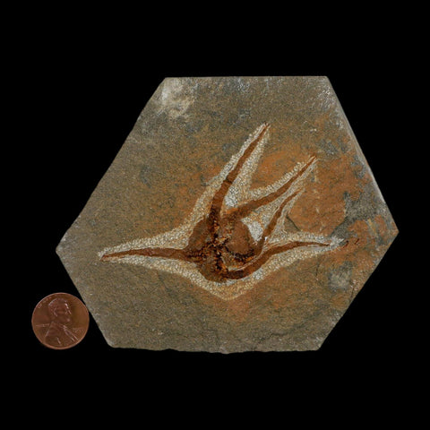 2.9" Brittlestar Ophiura Sp Starfish Fossil Ordovician Age Morocco COA - Fossil Age Minerals